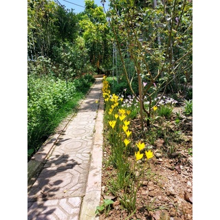 Củ huệ mưa vàng Citrina (size hoa)