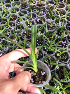 Cây giống lan kiếm Phan Trí (combo 3 cây)