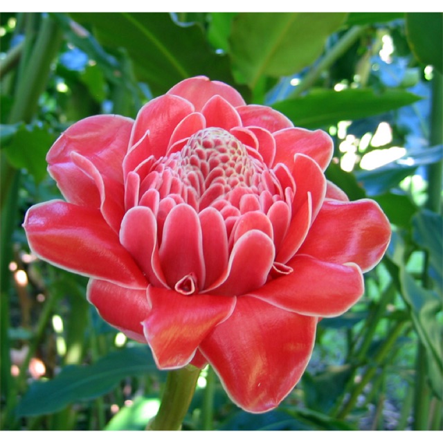 Cây giống hoa Đa Lộc ( Sen Đất)