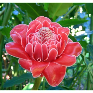 Cây giống hoa Đa Lộc ( Sen Đất)