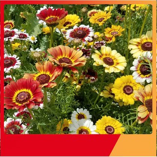 Hạt Giống Hoa Cúc Chi Mix