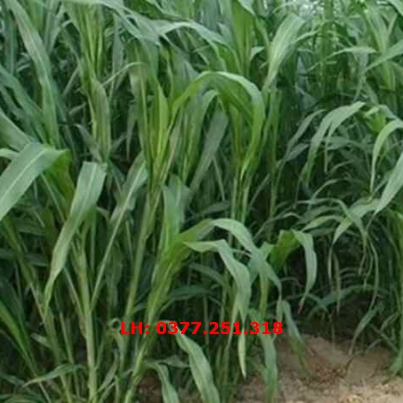 Hạt Giống Cỏ Voi Lai F1 Không Lông Lá Mềm  - Cỏ Cao Lương, Cỏ Chăn Nuôi Trâu, Bò, Dê, Ngựa, Thỏ, Cá