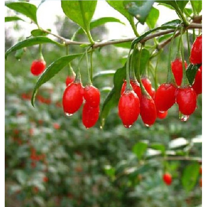 Hạt Giống Quả Câu Kỷ Tử - GojiBerry KÍN1284 - Gói 50 hạt
