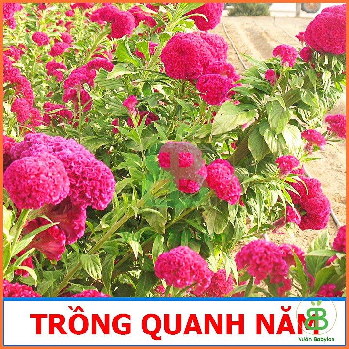 Hạt Giống Hoa Mào Gà Búa Nhiều Màu