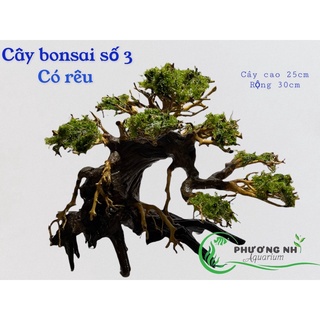 Cây bonsai thuỷ sinh  3 ( cao 25cm rộng tán 30cm)