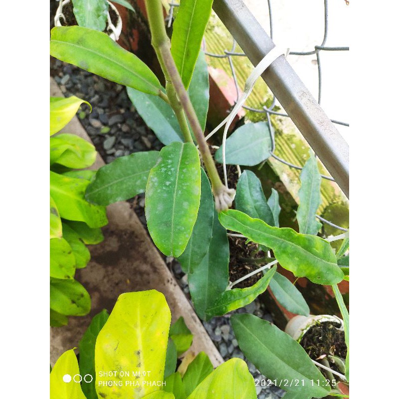 Cẩm cù khủng long