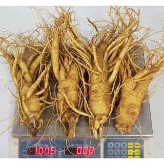 Nhân sâm tươi Hàn Quốc 6 năm tuổi 4 củ/kg làm quà biếu