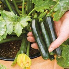 Hạt Giống Bí Ngòi Xanh