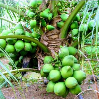 cây 🌲 Dừa xiêm lùn (siêu trái)