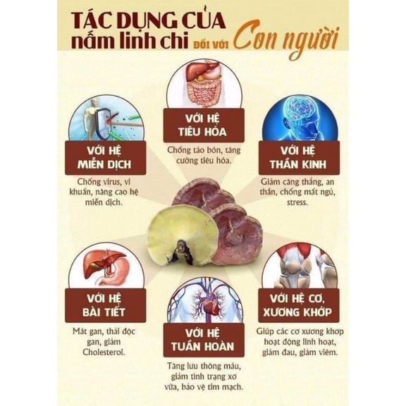 1kg nấm linh chi rừng nguyên tai