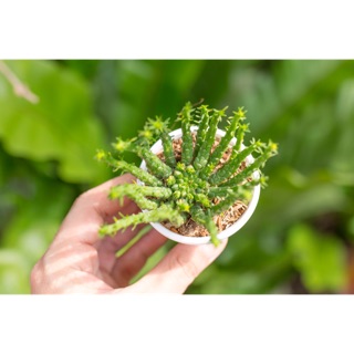 Xương rồng bạch tuộc 3-5cm