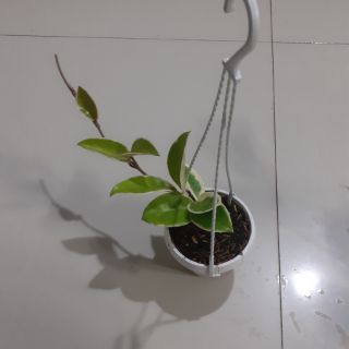 Cẩm cù lá cẩm thạch đủ size