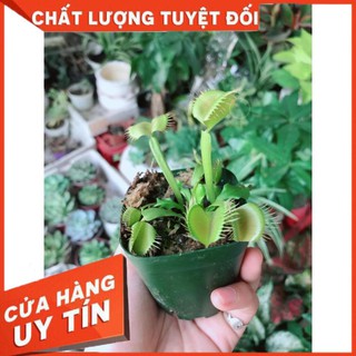 Cây bẫy kẹp
