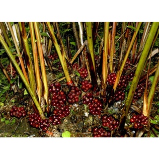 Thảo quả khô Hoàng Su Phì - Hà Giang 100g