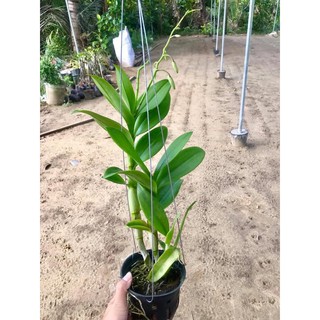 (1 chậu) Hoa lan dendro nắng 4N - đang hoa / đứng lá