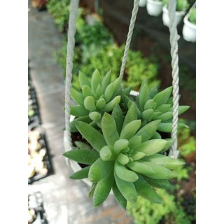 Sen đá chuỗi ngọc đứng - chậu treo
