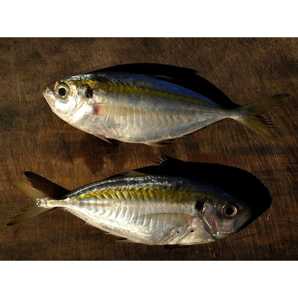 [Mã 267FMCGSALE giảm 8% đơn 500K] Cá Chỉ Vàng Khô: Ngon nhất - Dày mình, Dẻo, Ngọt, Thơm | BigBuy360 - bigbuy360.vn