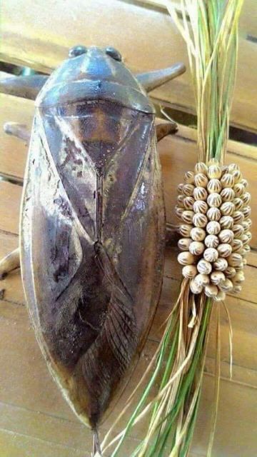 Tinh dầu cà cuống nhập Thái Lan