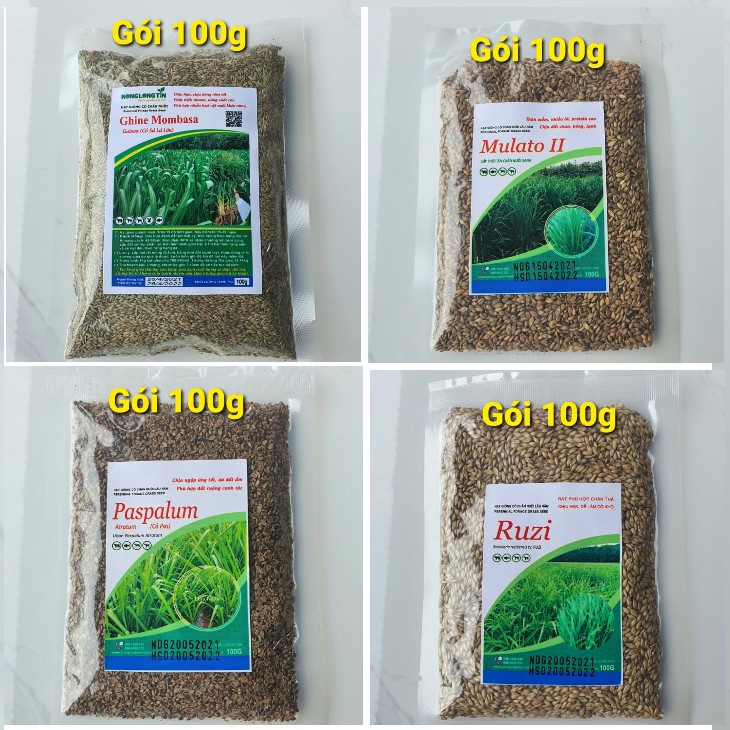 Các Loại Giống cỏ chăn nuôi thường ngày, giống cỏ lâu năm, Ghine Mombasa, Mulato2, Ruzi, Paspalum chăn nuôi gia súc lớn