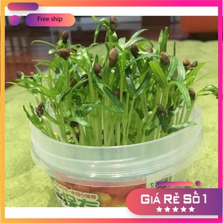 HẠT GIỐNG RAU MẦM RAU MUỐNG 50 GRAM LUCKY.VN