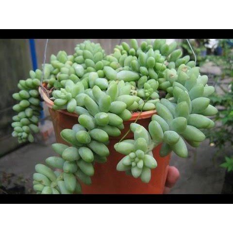 Sen Đá Chuỗi Ngọc Bi - Chậu Trung