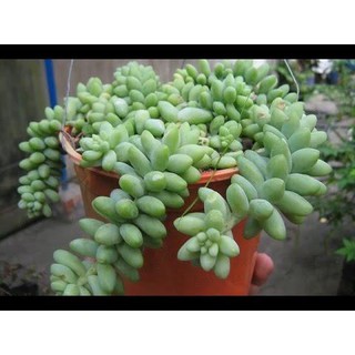 Sen Đá Chuỗi Ngọc Bi - Chậu Trung
