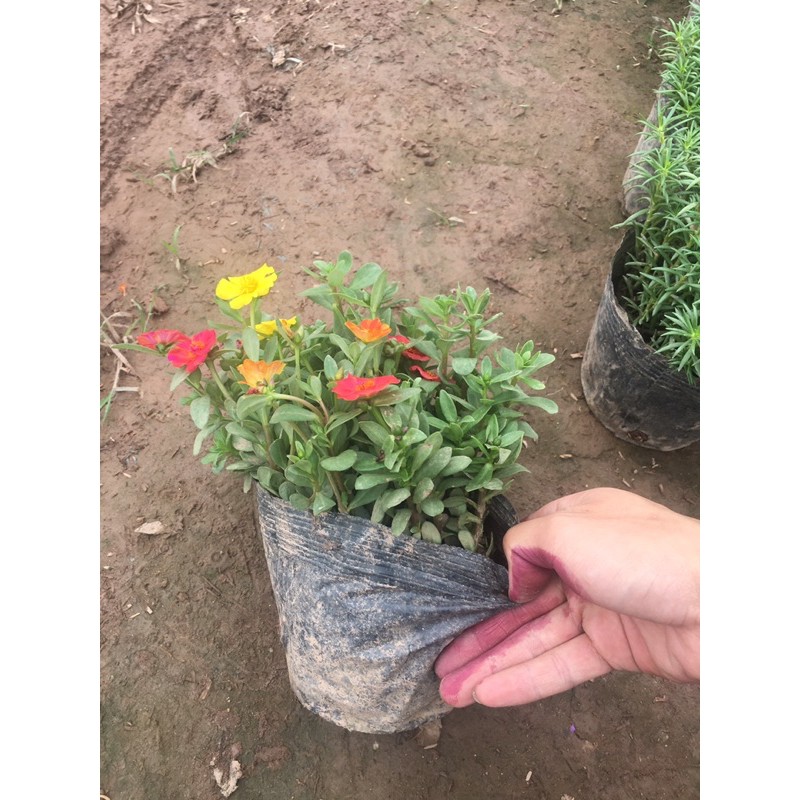 Hoa Sam Mix nhiều màu,cây xum,nhiều nụ