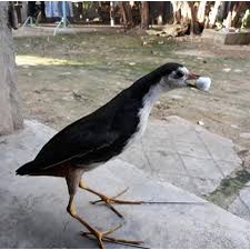 Chim Quốc Mồi giả ĐÁNH HIỆU quả 2021