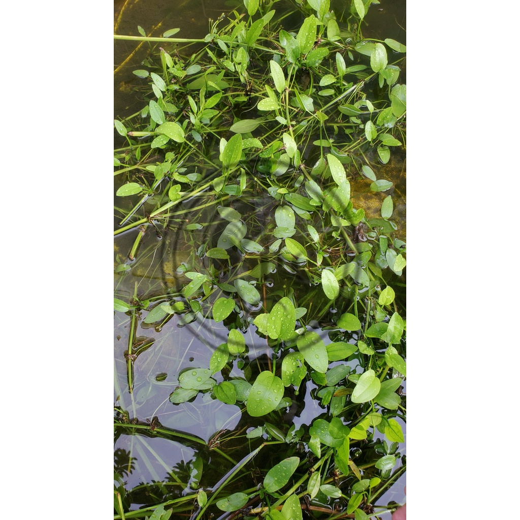 Cây lan nước trang trí bể thủy sinh dễ trồng không cần cO2