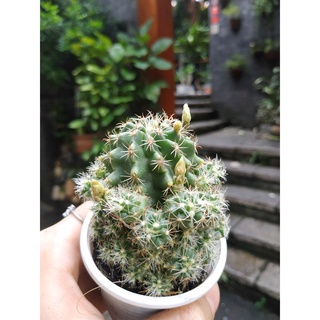 Xương rồng Sen đá HAMATO