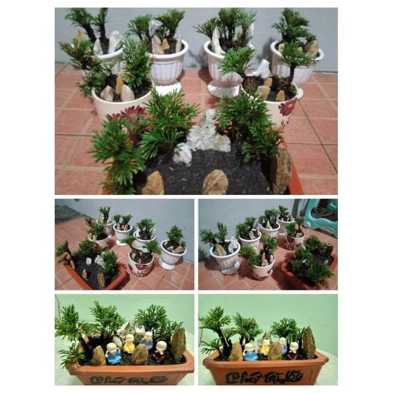 cây Trường sinh thảo kiểng bonsai, công dụng diệu kỳ trong y học