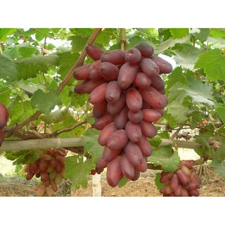 Hạt giống nho móng tay - Gói 5 hạt