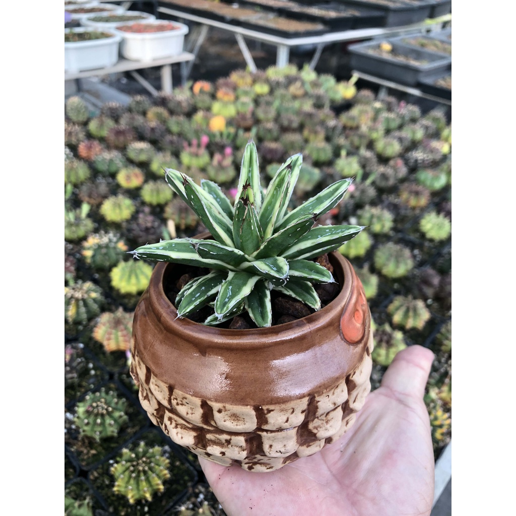 Xương rồng dứa Agave Victoria - có tặng đất trồng