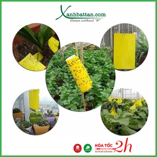 Miếng dán bẫy côn trùng - bẫy ruồi vàng và bọ trĩ 20x22 cm