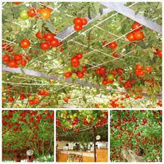 Hạt giống Cà chua Bạch tuộc, Cà chua leo giàn 10-15 hạt tỷ lệ nảy mầm cao Climbing tomato seeds