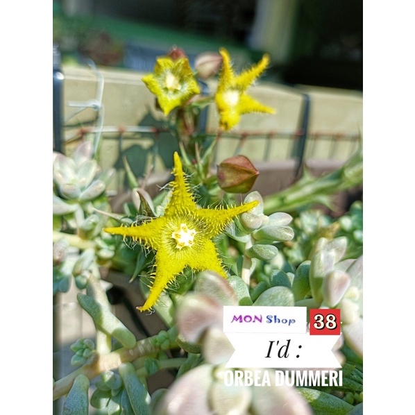 Xương rồng sao biển hoa màu xanh lá tươi mát