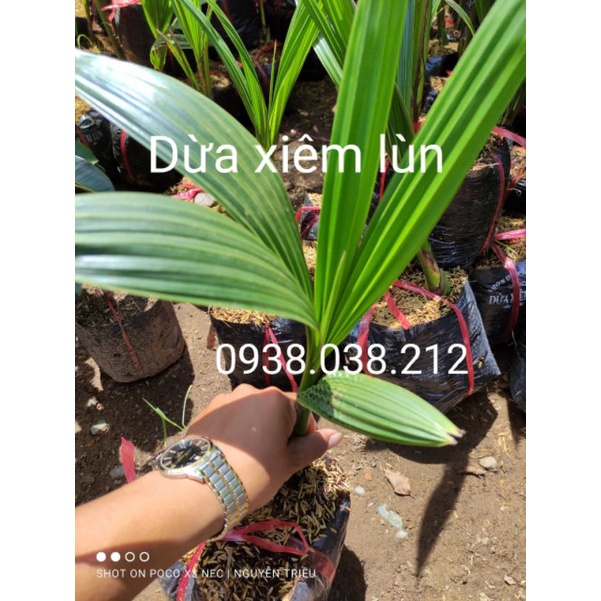 CÂY DỪA XIÊM LÙN ( CHUẨN GIỐNG 100%)