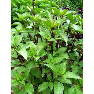 [HOT] Hạt giống Rau Húng quế - 2 gr