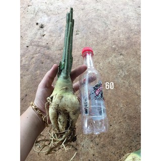 3 củ sứ 60k