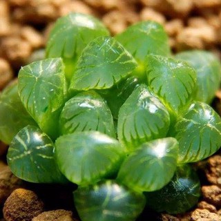 Hạt giống sen đá ngọc gói 200 hạt