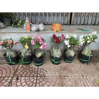 Cây hoa sứ Thái bầu to