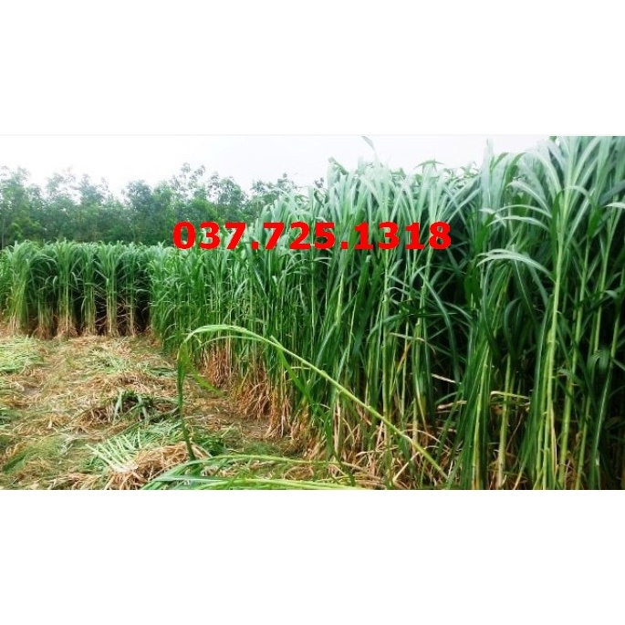 Hạt Giống Cỏ Voi Lai Không Lông  - Cỏ Cao Lương, Cỏ Chăn Nuôi Trâu, Bò, Dê, Ngựa, Th