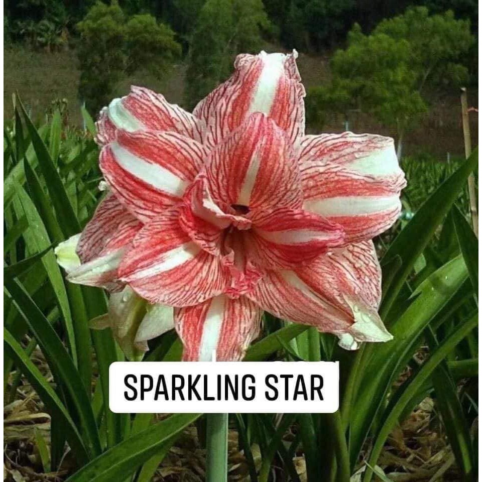Amaryllis Sparking Star(Hoa lan huệ, loa kèn, hoa tết) Thái Lan