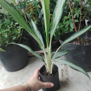 1 Cây Giữ Tiền (hình cuối)