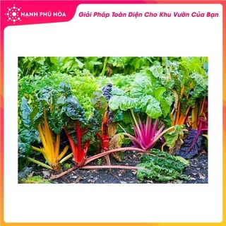 Hạt giống Cải Cầu Vòng-5gr-Sen Vàng -Tỉ Lệ Nảy Mầm Cao, Thu Hoạch Quanh Năm, Ăn Ngon Ngọt, Tốt Cho Sức Khỏe