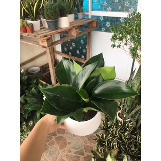 Trầu bà đế vương xanh size để bàn