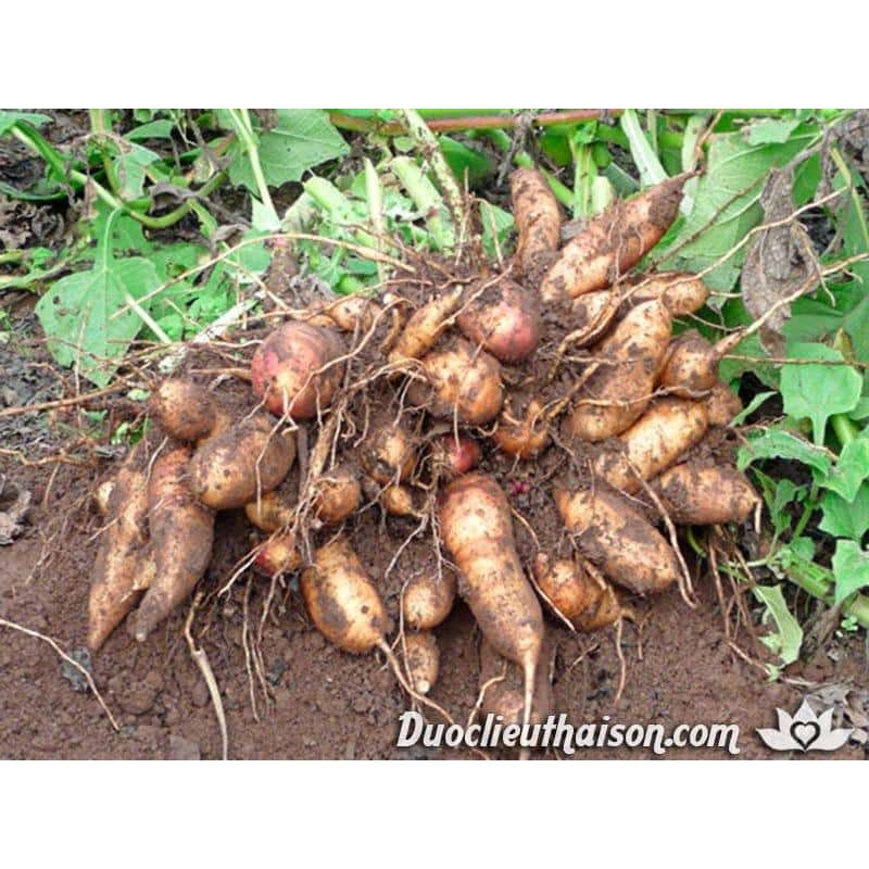 Hạt giống sâm đất - thổ sâm - Gói 20 hạt KNS266