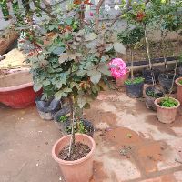 Combo 2 cây hoa hồng tree thân gỗ