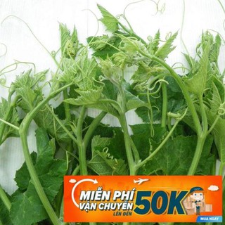 10g Hạt giống Bí Siêu Đọt Và Bông (tặng gói kích nẩy mầm và hướng dẫn)