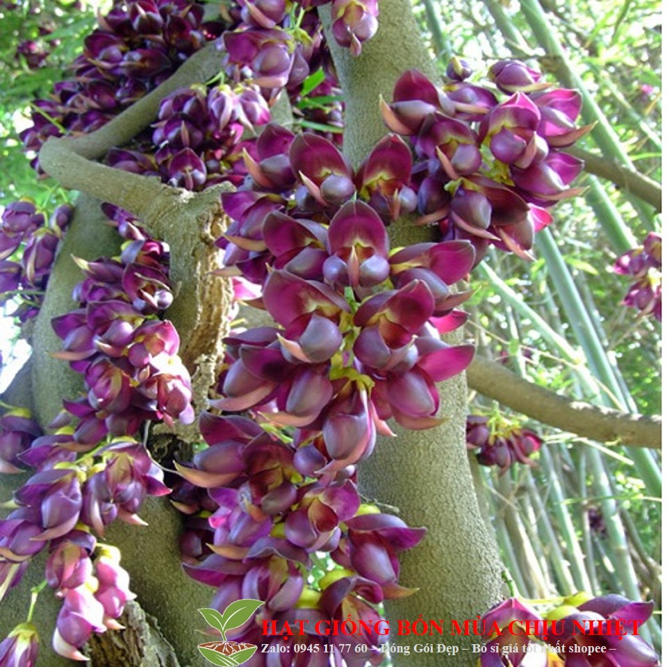 Dây leo hoa Huyết long như thân rồng cuốn mềm mại 5 hạt